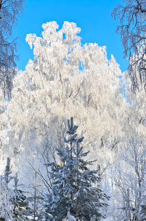 Birch covered with a thick layer of frost in the forestの写真素材