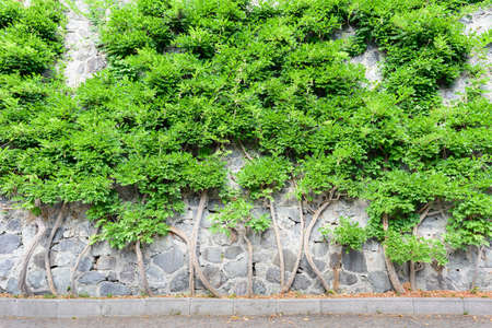 Thickets on a steep rock, green wallの写真素材