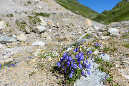 Panorama of Alpine mountains, mountain river and flowersの写真素材