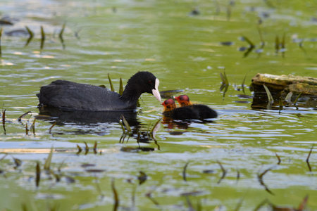 Coot in its habitat, shalow depth of fieldの写真素材