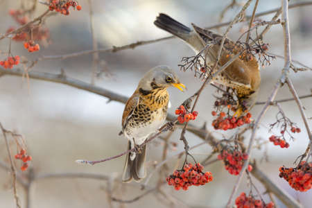 Fieldfare thrush, shalow depth of fieldの写真素材