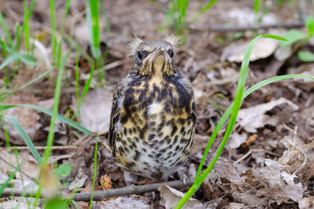 Fieldfare thrush, shalow depth of fieldの写真素材