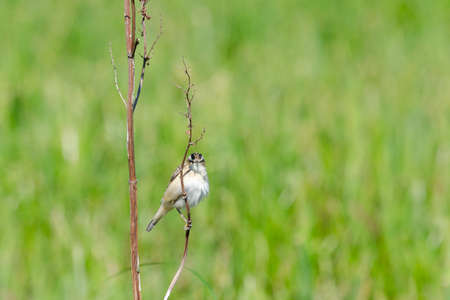 Warbler in its habitat, low depth of field, little noiseの写真素材