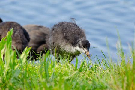Coot in its habitat, shalow depth of fieldの写真素材
