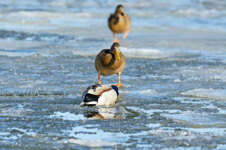 Mallard in its habitat, shalow depth of fieldの写真素材