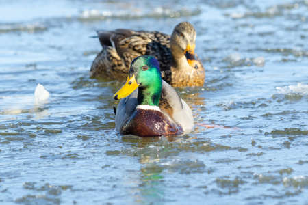 Mallard in its habitat, shalow depth of fieldの写真素材