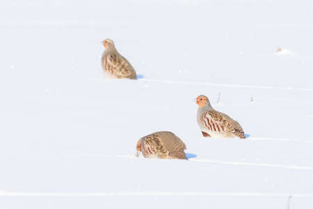 Gray partridge on white snow, bright lightの写真素材