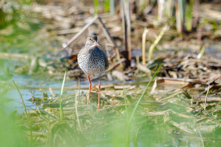 Redshank on the ground, mottled background