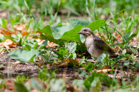 Wryneck in its habitat, shallow depth of field, little noise