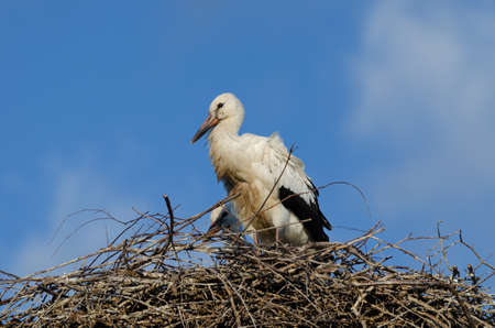 Stork in its natural habitat, shallow depth of fieldの写真素材