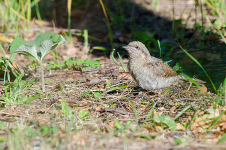 Wryneck in its habitat, shallow depth of field, little noiseの写真素材