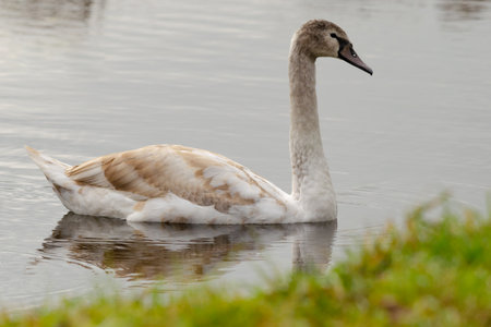 Swan in its habitat, shallow depth of fieldの写真素材