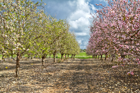 Flowering almond trees in the countryside of Israelの写真素材