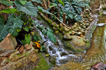 Tropical jungle with river and exotic trees. July 2018 Netherlandsの写真素材