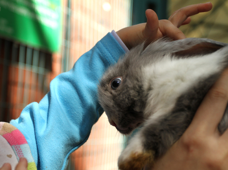 Redhead Rabbit in the zoo in the hands of mother and childの写真素材