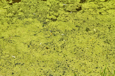 Tina in the canal park background textureの写真素材