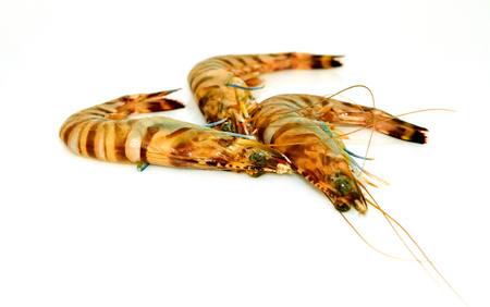 Raw tiger prawns isolated on white backgroundの写真素材