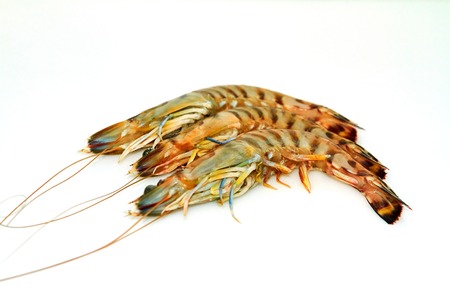 Raw tiger prawns isolated on white backgroundの写真素材