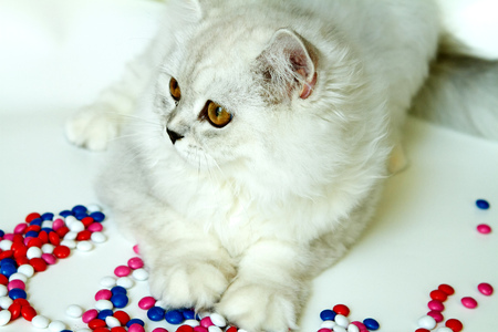 Young cat on a white background with sweetsの写真素材