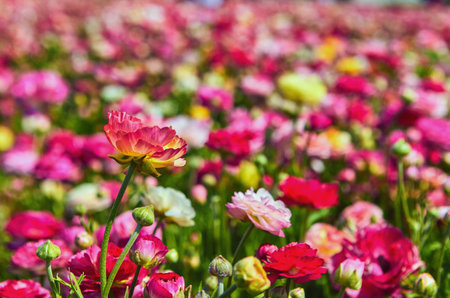 Blooming wildflowers, colorful buttercups on a kibbutz in southern Israel. April 2019の写真素材