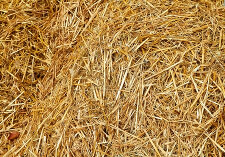 Close Up of golden hay showing straw textureの写真素材