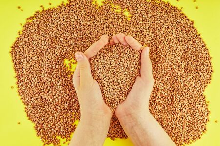 Scattered fresh dry buckwheat background and hands holding a handful of buckwheat on a yellow background. Flat layの写真素材