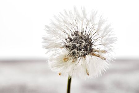 Close-up dandelion tranquil abstract background. Isolated on white.の写真素材