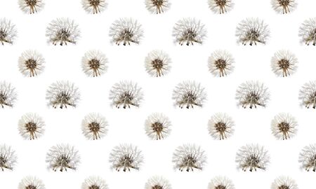 Pattern Macro shot of a dandelion on a white background. Close-up.の写真素材