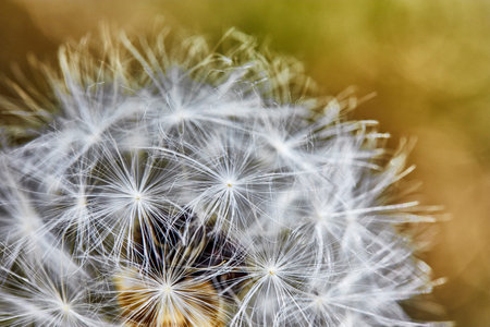 A macro shot of a dandelion on a yellow-green background. Close-up.