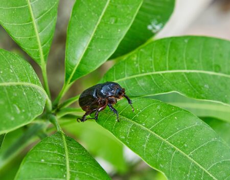 Close-up of an earthen dung beetle on green foliage on a bright sunny day.の写真素材