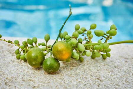 Fresh green unripe grapes and tangerines on a white stone and a background of blue water.の写真素材
