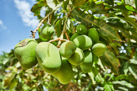 Beautiful and fresh green unripe mangoes on a branch in the summer against the blue sky.の写真素材