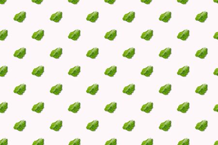Green leaf lettuce pattern on a white background.の写真素材