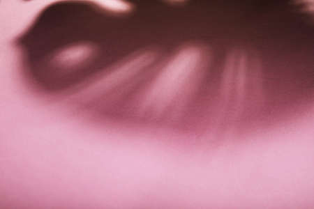 Shadow from tropical leaves of Monstera on a pink background. Flat lay, top view.の写真素材