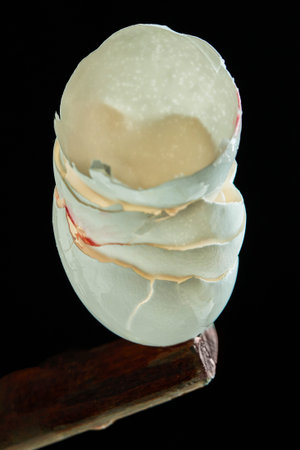 Chicken eggshells are stacked on a black background.