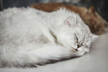 The cat of white coloring British breed sleeps on a white background.の写真素材