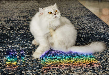British long-haired female cat of white and gray color with a rainbow.の写真素材