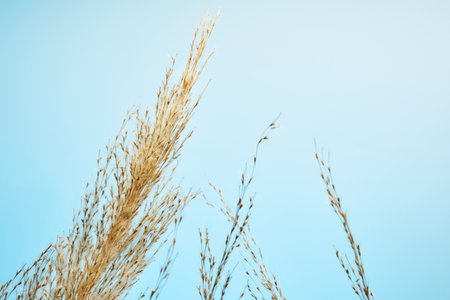 Dry reed, reed seeds. Golden reed grass in the sun against the blue sky. Minimalistic, stylish, trendy concept.の写真素材