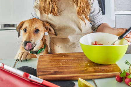 Teenager with a dog is preparing an online, virtual master class and views a digital recipe on a touchscreen tablet while preparing a healthy meal in the kitchen at home.の写真素材