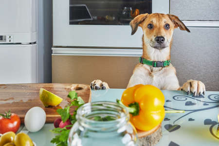 The dog looks with interest at the table with food prepared for a virtual online master class, prepared healthy food in the kitchen at home.の写真素材
