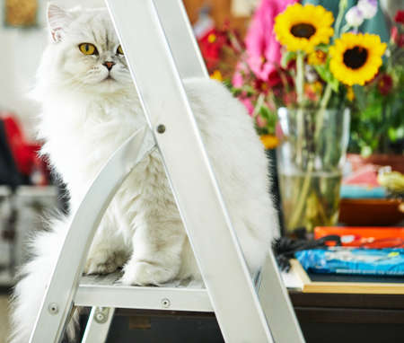 British long-haired white cat, sitting on a step-ladder against a background of flowers.の写真素材