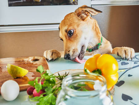 The dog tries to lick the food prepared for the virtual online seminar off the table, the prepared healthy food in the kitchen at home.の写真素材