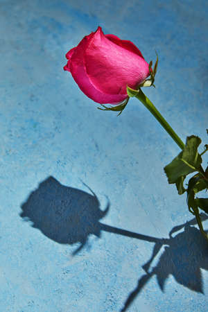Purple rose with hard shadow on a blue background.の写真素材