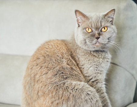 British gray cat is sitting on the couch, close-up.の写真素材