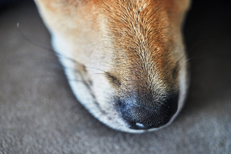 Cute red-haired dog with hanging ears, nose close-up.の写真素材