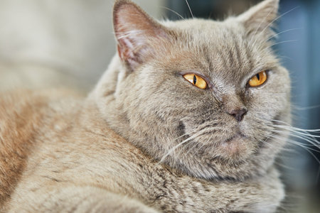 British gray cat is sitting on the couch, close-up.