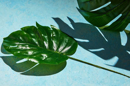 Background texture in blue with monstera leaf and hard shadow from monstera.の写真素材