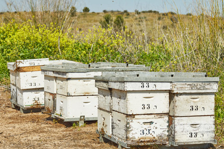 Hives with bees near blooming almond trees.
