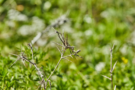 Dry flowers with thorns on the background of a green field in high resolution.