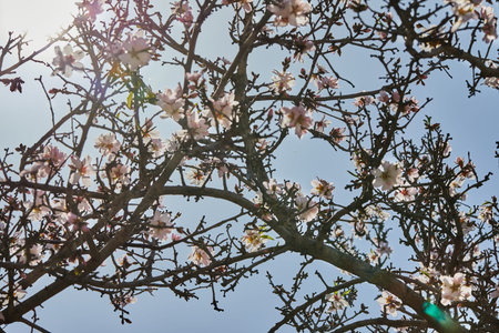 Blooming almond tree against the background of the spring skyの写真素材